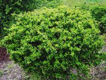 批发河南花木 火棘苗 火棘球